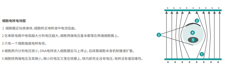 细胞电转电场图